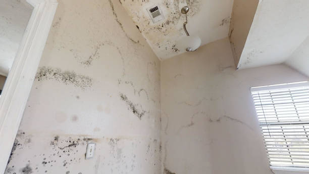 Mold Removal for HVAC Installations in Port Norris, NJ