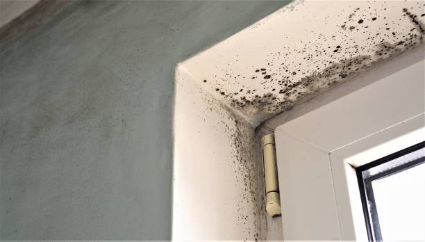 Best Airborne Mold Testing  in Port Norris, NJ