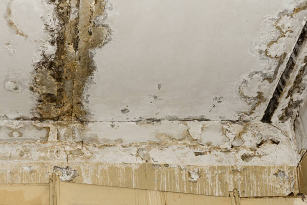 Best Mold Prevention Services  in Port Norris, NJ