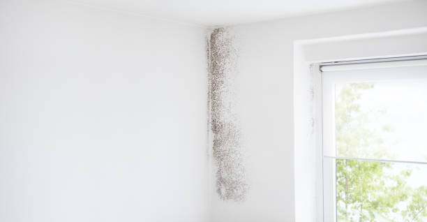 Trusted Port Norris, NJ Mold Removal Experts