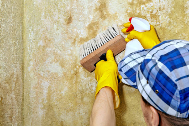 Best Forensic Mold Investigation  in Port Norris, NJ