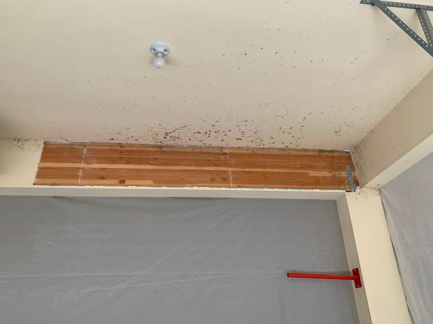 Best Post-Construction Mold Inspection  in Port Norris, NJ