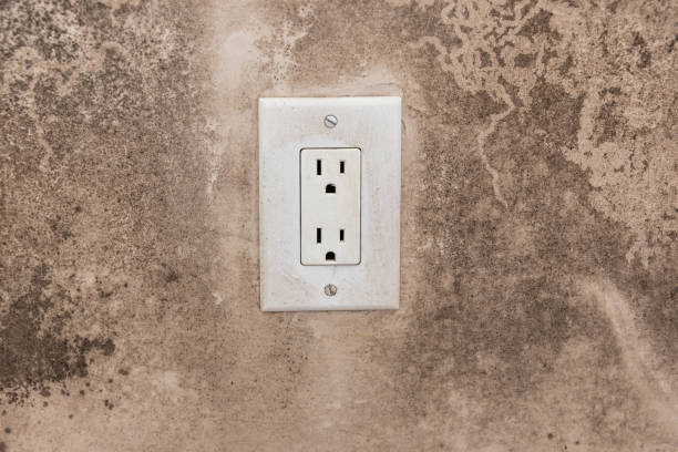 Best Environmental Consulting for Mold Prevention  in Port Norris, NJ