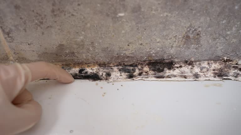 Best Industrial Mold Remediation  in Port Norris, NJ