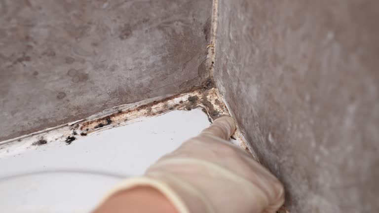 Best Mold-Related Health Consultation  in Port Norris, NJ